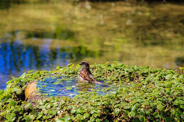 Urban sparrow bathing in the water pool with goldfishUrban sparrow bathing in the water pool with goldfish