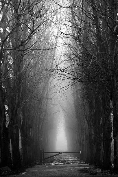 istock scary misty forest in black and white for halloween 485895112