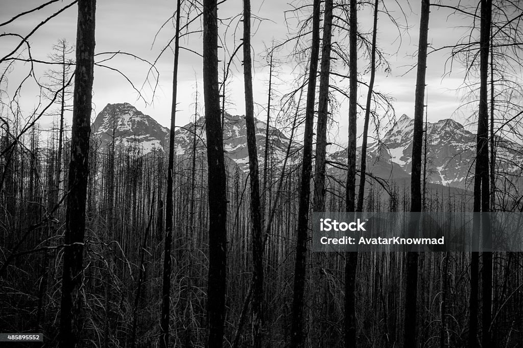 Montana Forest A landscape at Glacier National Park, Montana. Horizontal, black and white, image shows a view from behind silhouetted forest trees of the mountain terrain. 2015 Stock Photo