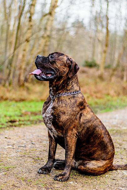 istock Douge of Bordeaux Dog 485895654