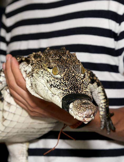 istock photo of a crocodile 485895732