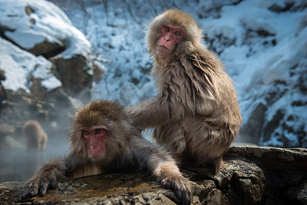 istock Japanese snow monkey in the hot spa,Japan. 485895848