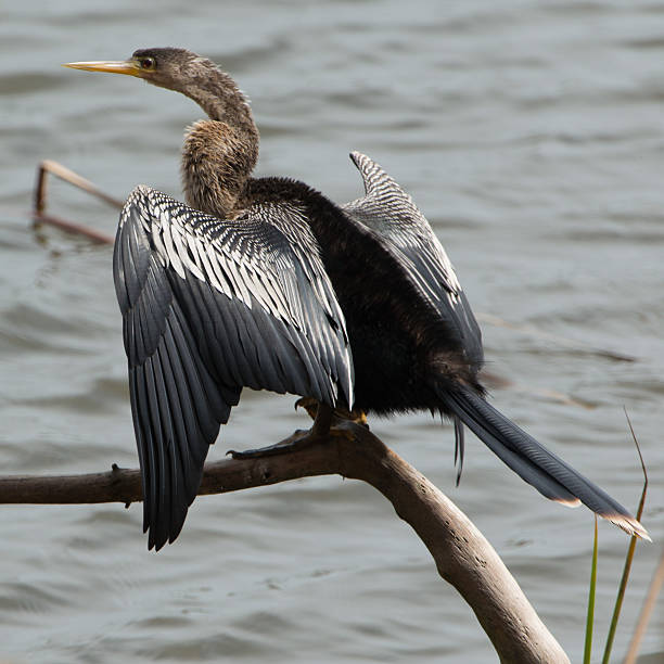 istock Anhinga Sunning and Drying its Wings 485895891