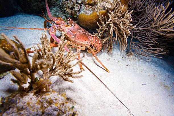 istock Red lobster in the wild, Cayo Largo 485895988