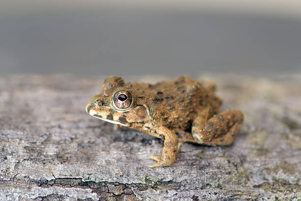 istock Amphibians living in Asia 485896076