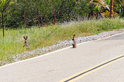 These two Jack Rabbits with big ears are interested in the photographer or at lease it seems so.