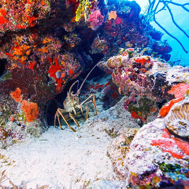 istock Red lobster in the wild, Cayo Largo 485896324