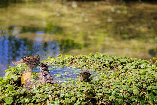 istock Urban sparrow bathing in the water pool with goldfish 485896456