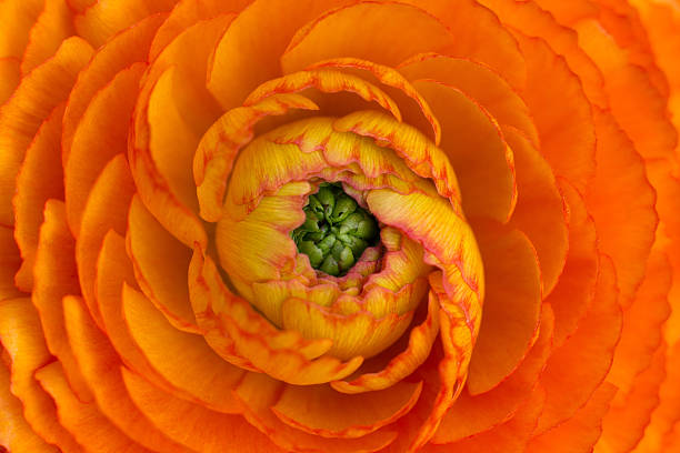 Beautiful orange blossom macro looking amazing stock photo