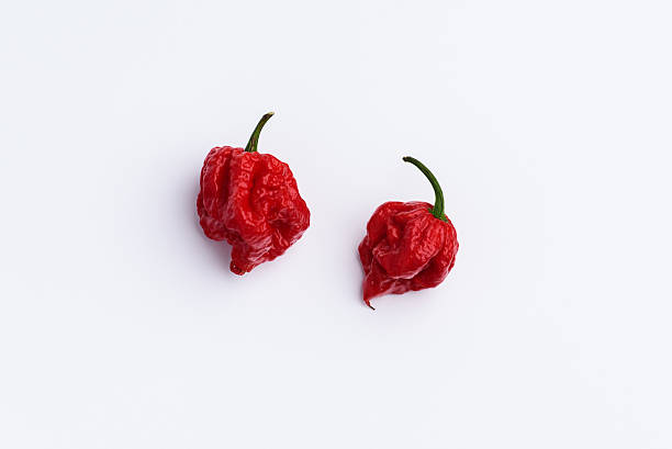 carolina reaper caldo peperoncino rosso su bianco - princess diet foto e immagini stock