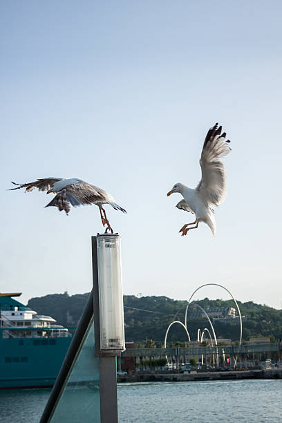 gulls combates en el puerto. - waterbirds fotografías e imágenes de stock