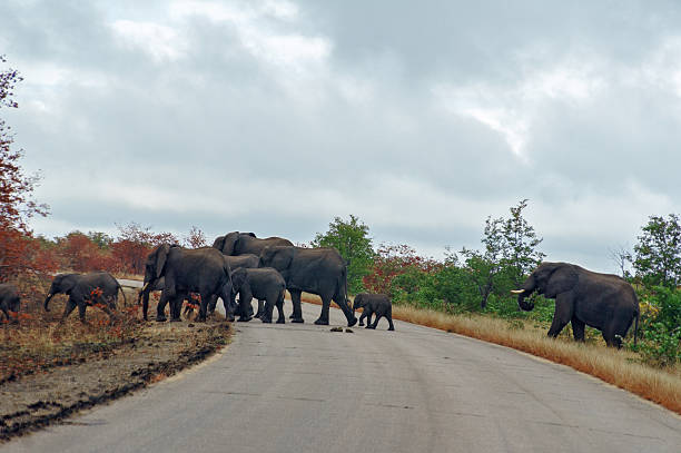 istock Elephants crossing road in Kruger national park 485897121