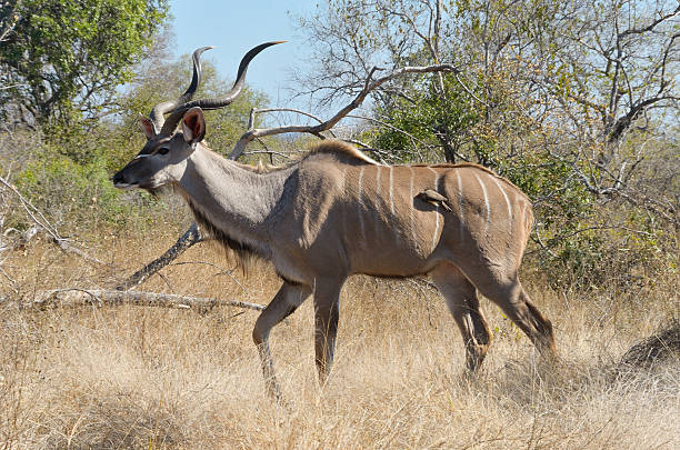 istock Kudu antelope in Kruger National Park 485897125