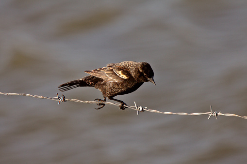 Immature Red Winged Blackbird perched on barbed wire strand