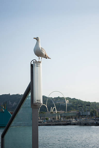 gaviota en el puerto. - waterbirds fotografías e imágenes de stock