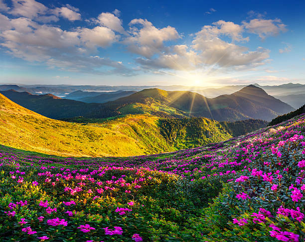 istock Magic pink rhododendron flowers on summer mountain 485897443
