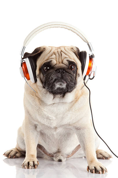 istock dog listening to music. 485897521