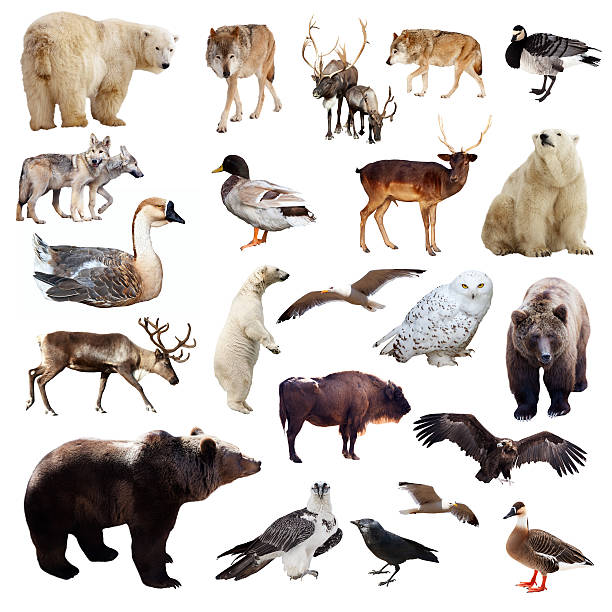 istock Set of european animals. Isolated over white 485897731