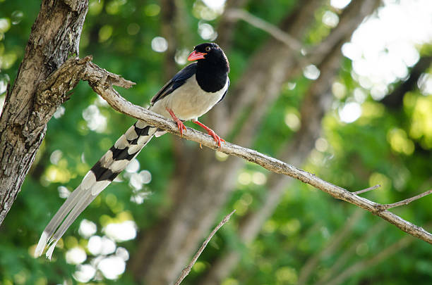 istock red billed blue magpie is standing in branch of tree 485897978