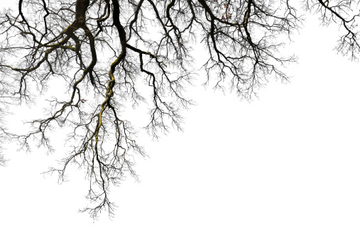 Leafless branches