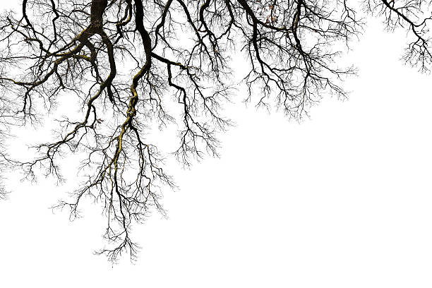 leafless ветки - bare tree dry tree branch стоковые фото и изображения