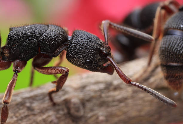 istock Red foot fierce ant 485898763