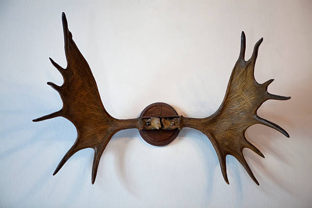 istock Trophy elk horns on the wall, 485899591