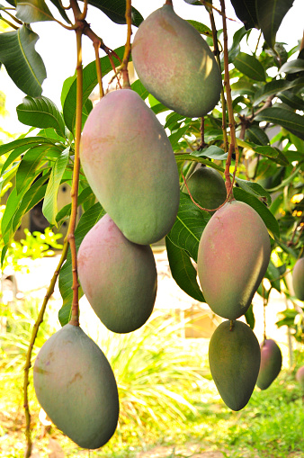 Close up of mangoes hanging on a mango tree
