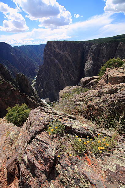 istock Summer flowers at the Black Canyon 485900720