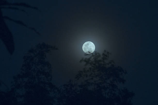 istock Blue moon sky beside blurry silhouette trees foreground with noi 485901112