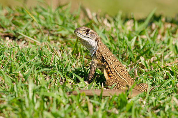 istock Leiolepis is waiting prey in the garden 485901280