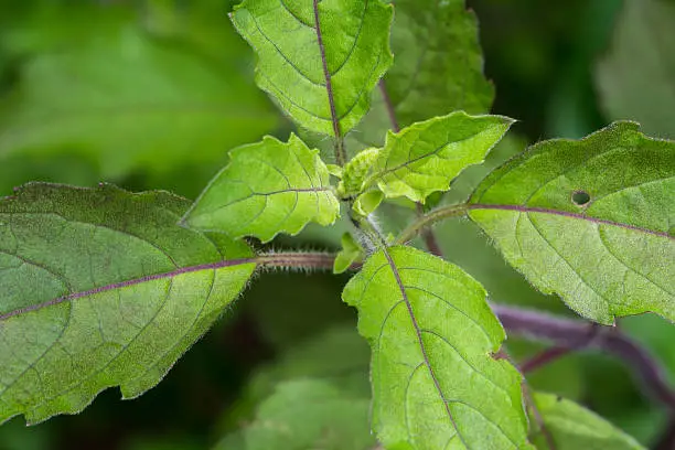 Photo of Embossed green basil leaves, thai food ingredient