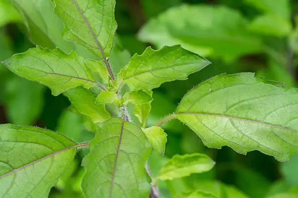 Photo of Embossed green basil leaves, thai food ingredient
