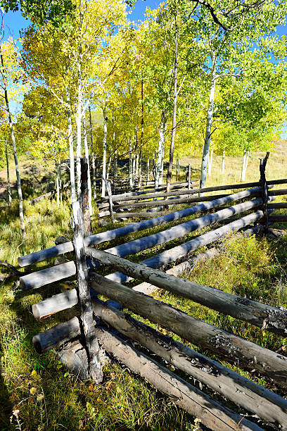 istock yellow aspens during the foliage season 485904646