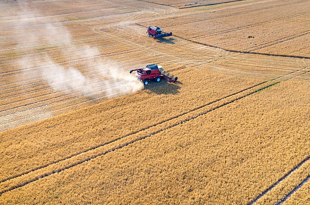 istock Combines and tractors working on the wheat field 485904746