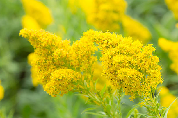 istock Soft Summer Goldenrod Blooms 485904880