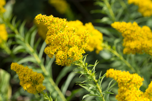 Closeup of yellow goldenrod flowers, one bloom isolated with shallow depth of field