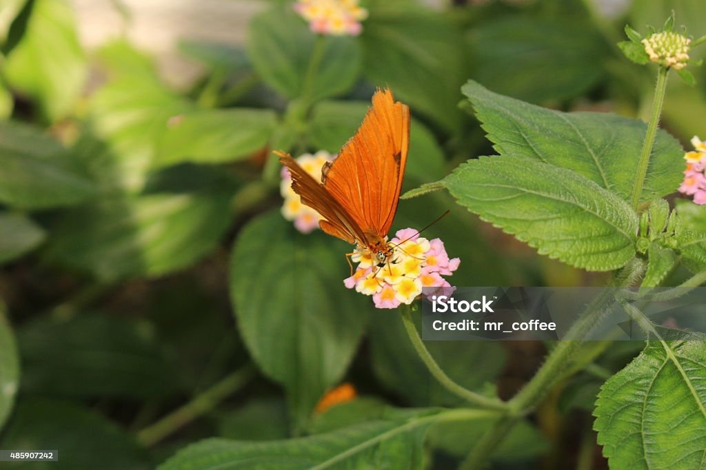 Julia Butterfly - Dryas Iulia Brown striped orange "Julia Butterfly" (or Julia Heliconian, The Flame, Flambeau) in Innsbruck, Austria. Its scientific name is Dryas Iulia, native from Brazil to southern Texas. 2015 Stock Photo