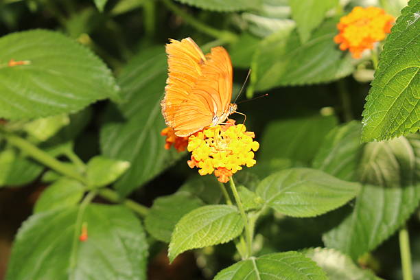 istock Julia Butterfly - Dryas Iulia 485907244