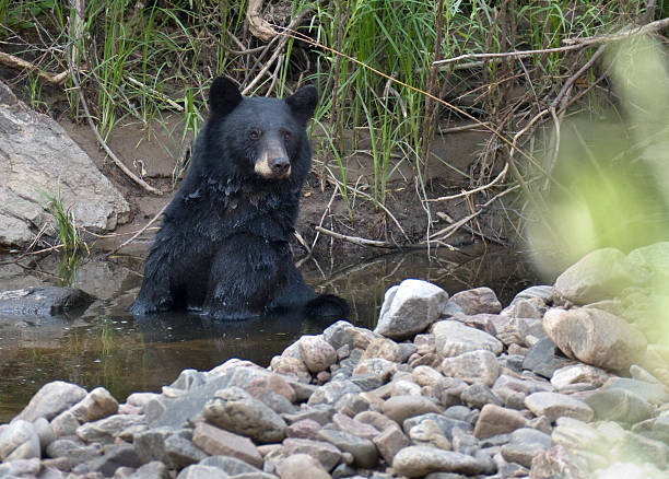 istock Black bear cools off in South Platte River Littleton Colorado 485908300