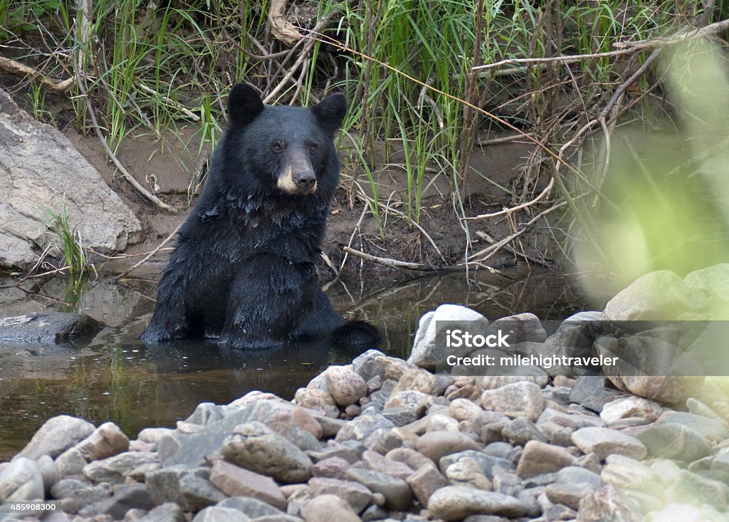 Black bear cools off in South Platte River Littleton Colorado A female black bear enjoys sitting and scratching in the cool waters of the South Platte River in Waterton Canyon on a hot August day after grazing on acorns in scrub oak trees with her two cubs nearby, fattening up for the winter months in Littleton, Colorado. 2015 Stock Photo