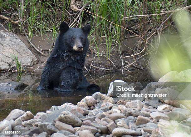Black Bear Cools Off In South Platte River Littleton Colorado Stock Photo - Download Image Now