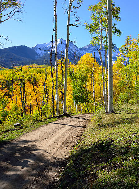 istock road though the forest of yellow aspens 485910464