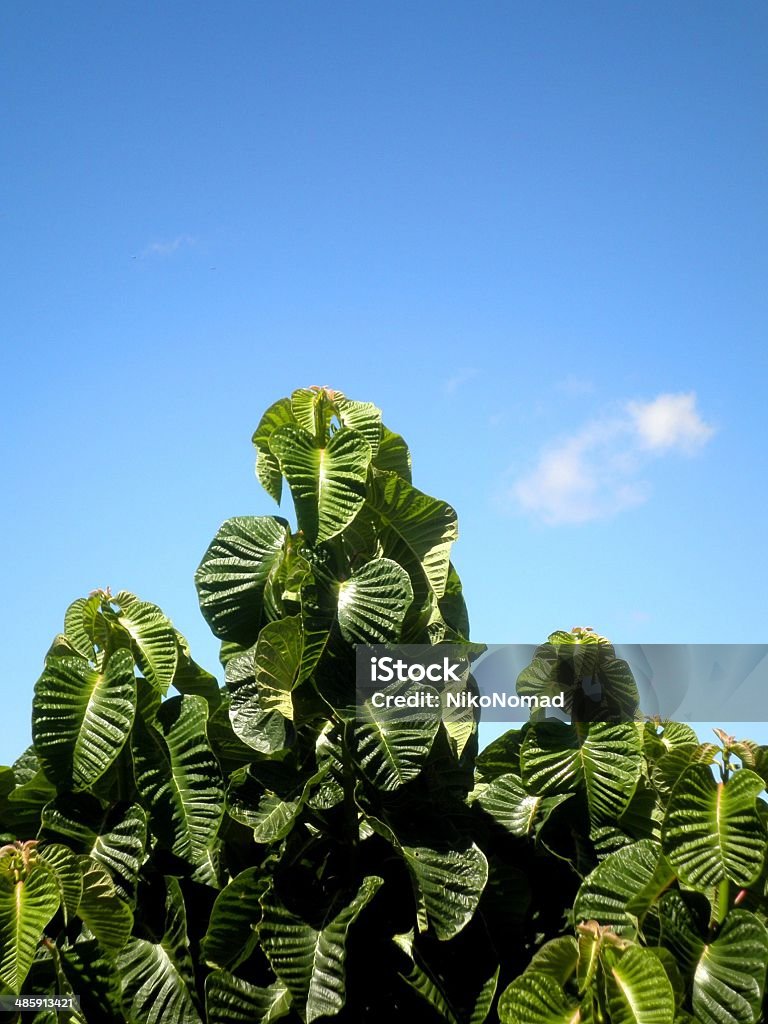 Grüne Blätter Blue Sky - Lizenzfrei Agrarbetrieb Stock-Foto