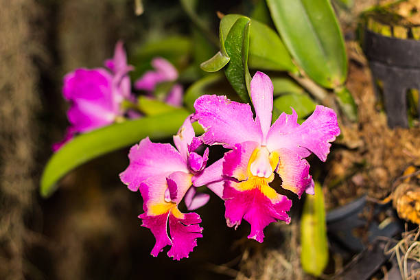 Pink Cattleya Orchid Pink Cattleya Orchid cattleya magenta orchid tropical climate stock pictures, royalty-free photos & images