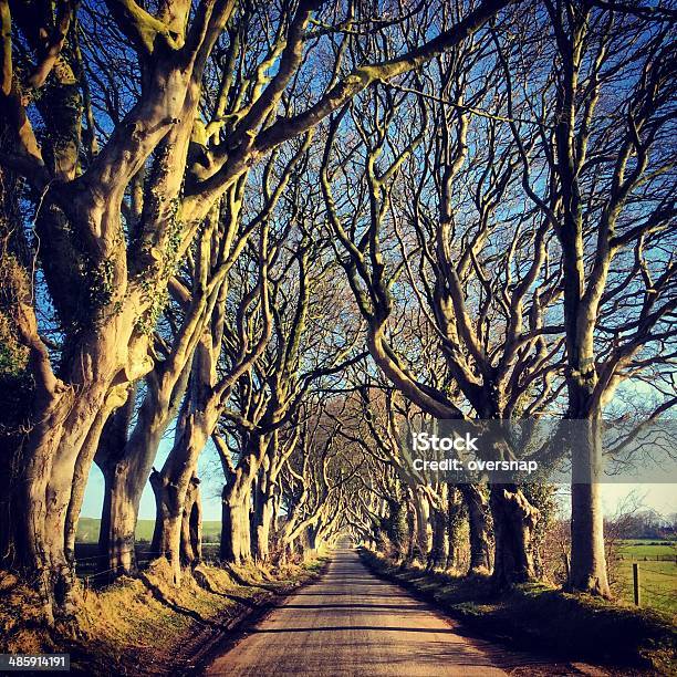 Drzewo Avenue - zdjęcia stockowe i więcej obrazów Dark Hedges - Dark Hedges, Irlandia Północna, Aleja
