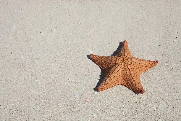 istock Starfish on a Sandy Ocean Beach in Cancun Mexico 485916752