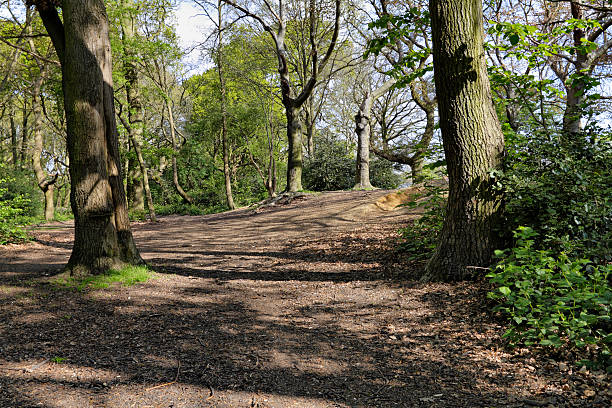 This area of woodland on Tooting Common, Wandsworth, London, is kept clear for walkers to enjoy. Because the ground is bare the tree roots are often exposed to view. This is early spring, with new green growth just appearing. Tooting Bec Athletics Track is just over the rise.