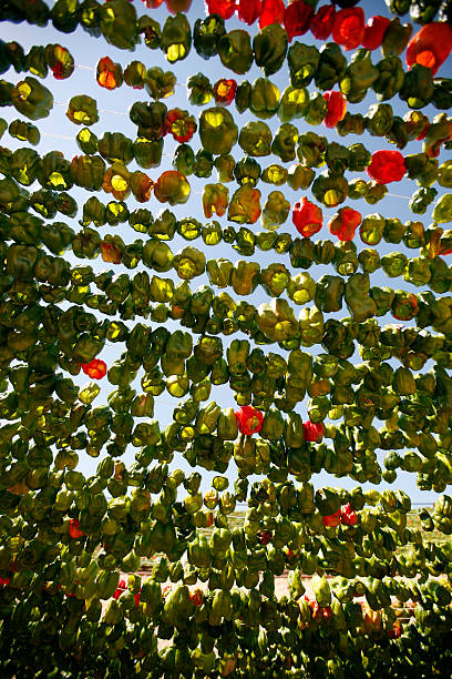 bell peppers secagem - fotografia de stock