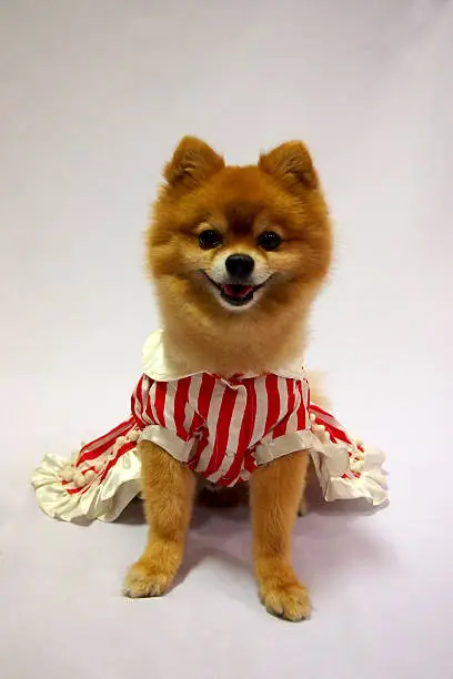 Photo of Little dog in skirt